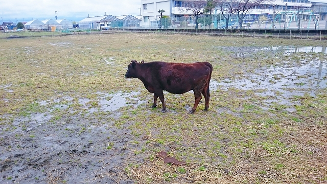 光のどけき春の日に・・・