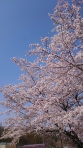 桜