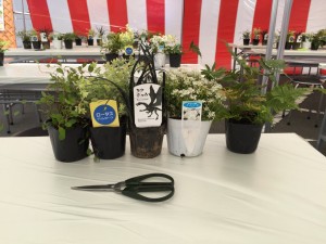 5/6 本日寄せ植え体験会やります!!