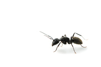 蟻　と　白蟻　の違い　　アリ　と　シロアリ　違い　