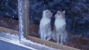 早めの寒さ対策に「二重窓」はいかがですか！