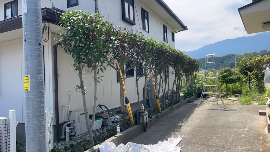【韮崎市の剪定作業】伸びすぎたレッドロビンを剪定｜隣接する駐車場への枝の広がりも整理AFTER画像